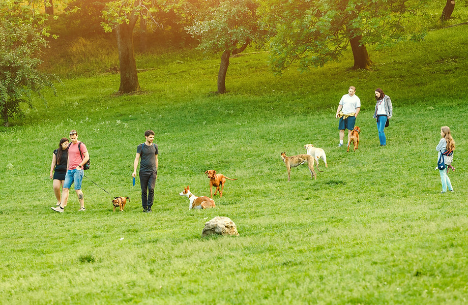 Éducation et rééducation du chien adulte