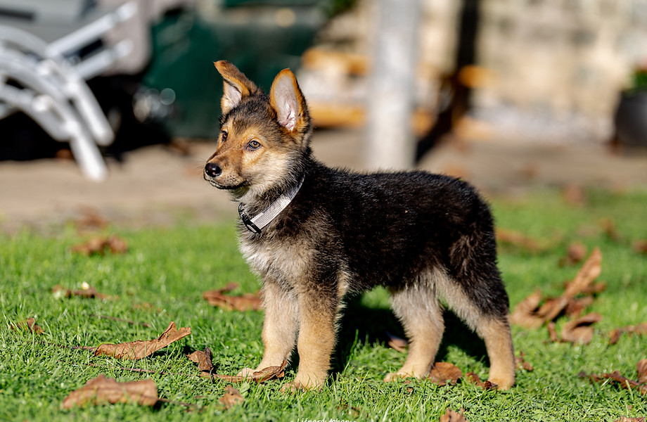 Éducation du chiot à domicile en Wallonie