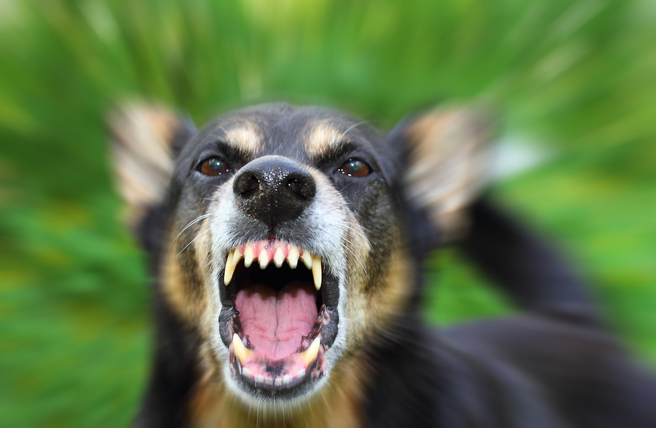 Troubles du comportement canin : agressivité, anxiété
