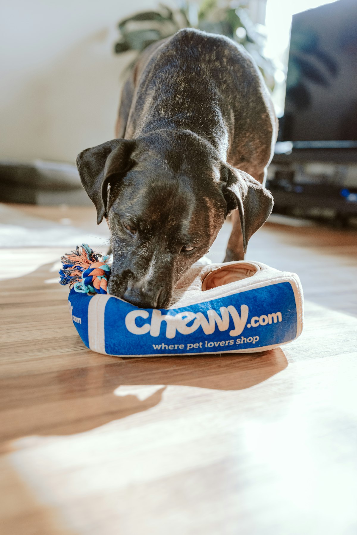 Mon chien tire en laisse : les premières solutions