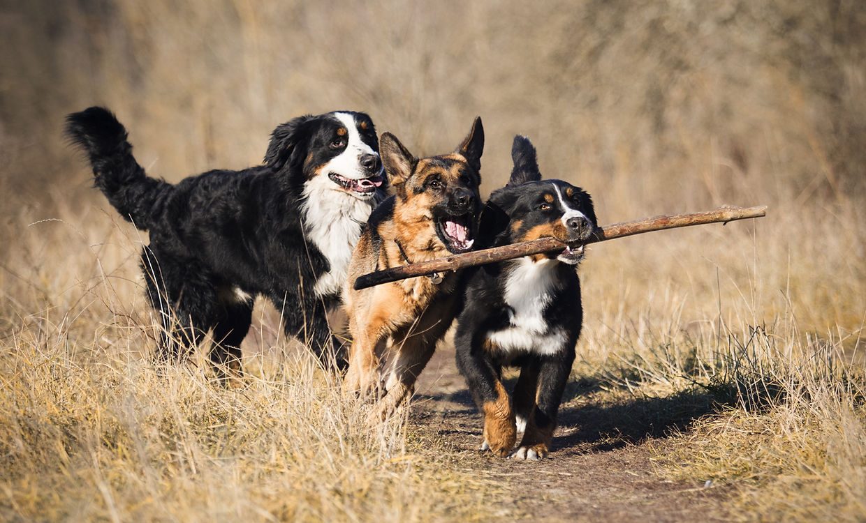 Communication canine : comprendre le langage du chien