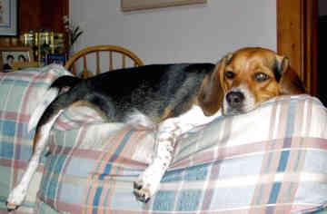 Beagle
