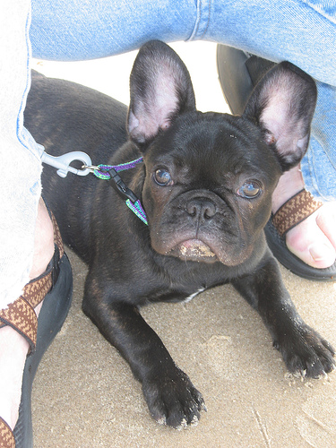 Bouledogue Français