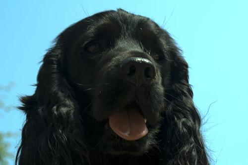 Cocker Anglais
