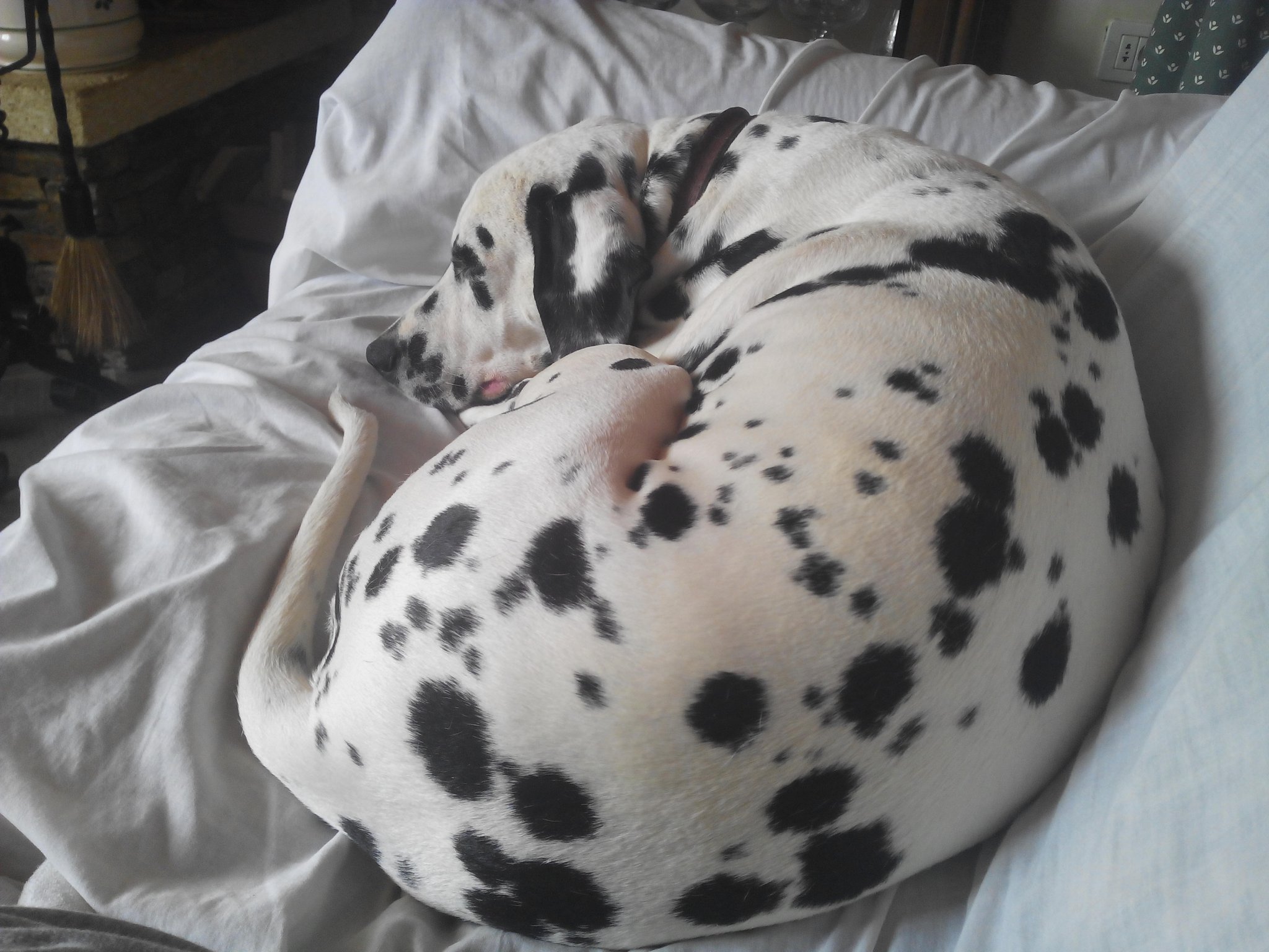 Dalmatien