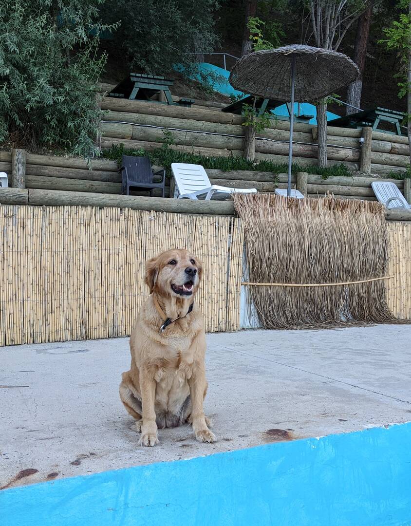 Golden Retriever