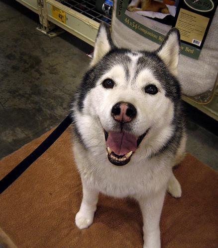 Husky Sibérien