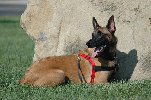 Malinois