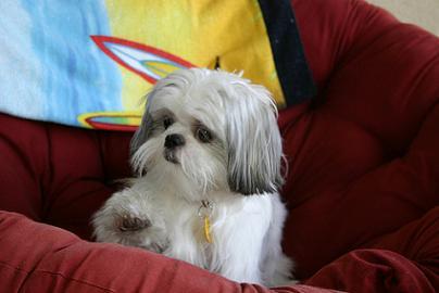 Shih Tzu